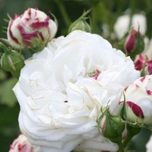 Shop - Rosa Boule de Neige - weiß - noisette rosen - stark duftend - François Lacharme - Eine der beliebtesten Rosen. Wenn Sie im Rosengarten einen schönen Strauß pflücken möchten, werden Sie dieser Sorte nicht widerstehen können. Ihre prachtvollen Blüten